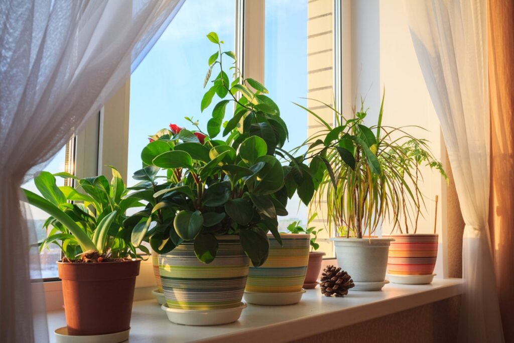 Kambarinių augalų priežiūra pavasarį
