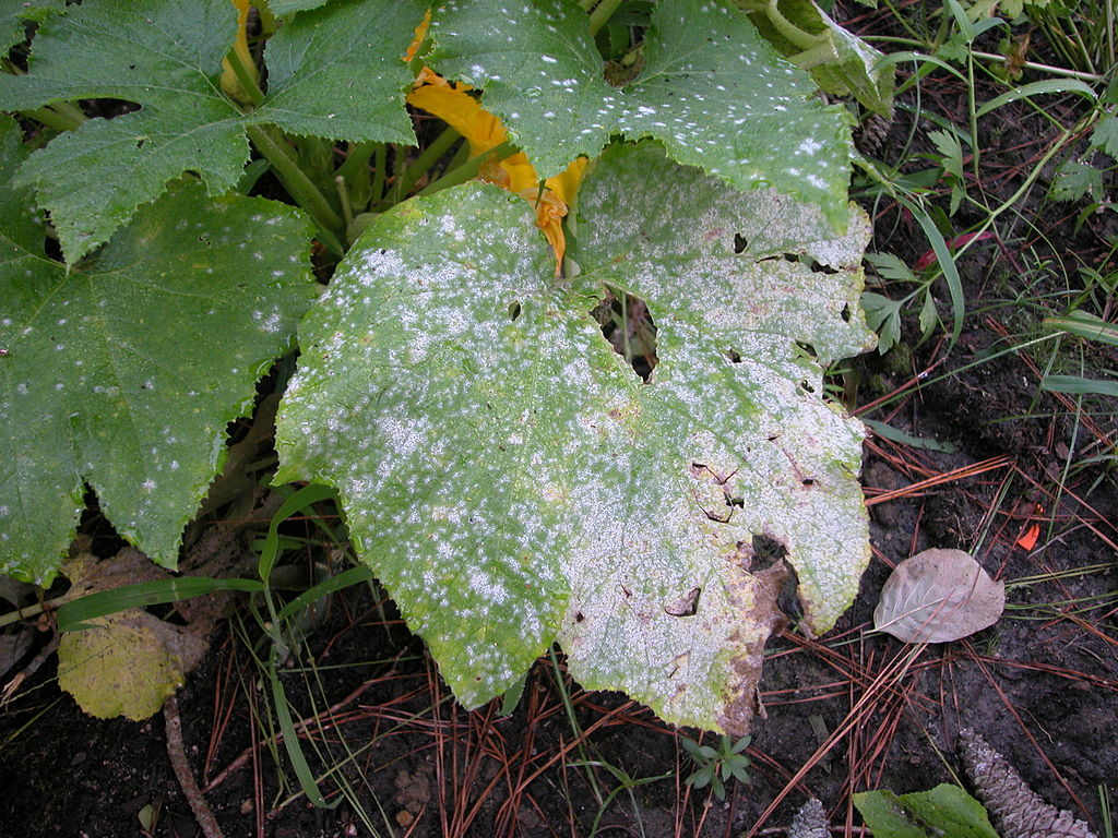 Miltligė ant rožių
