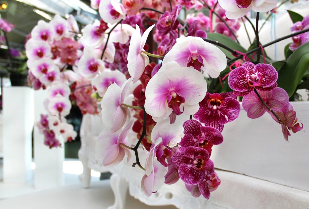 Orchidėjų laistymas