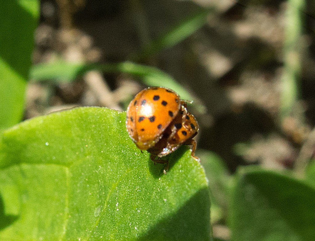 amarai ant rožių
