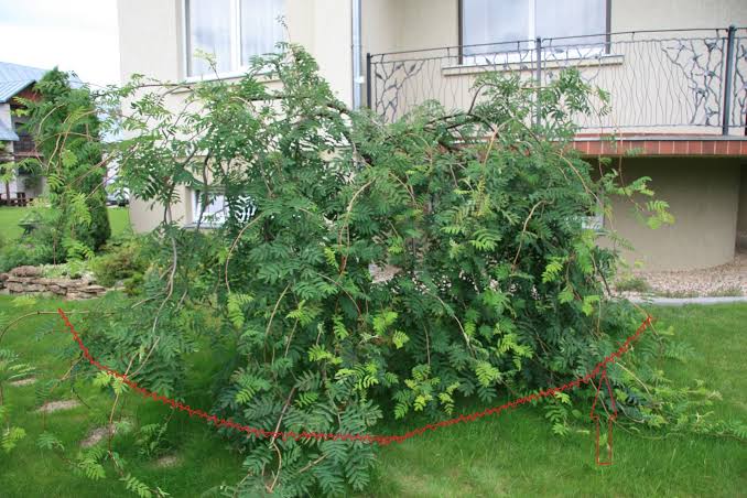 Dekoratyvinių krūmų genėjimas po žydėjimo
