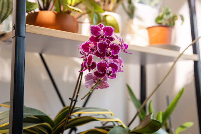 Orchidėjų nežydėjimas