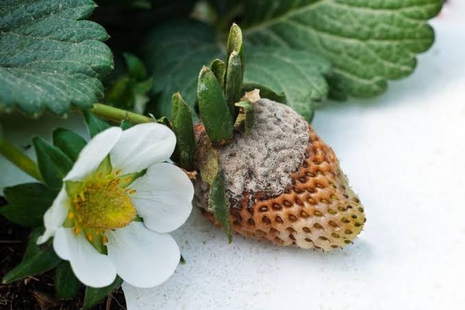 Pilkasis puvinys augaluose