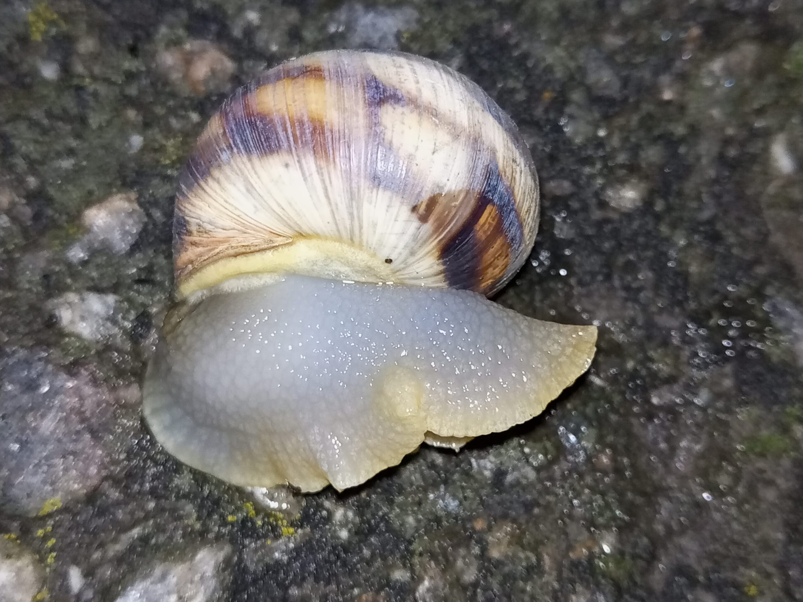 salotų daigai nuo šliužų